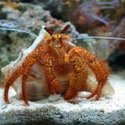 Dardanus megistos Dardanus megistos