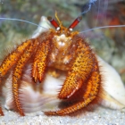 Dardanus megistos Dardanus megistos