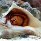 Dardanus megistos Dardanus megistos