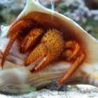 Dardanus megistos Dardanus megistos