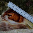 Dardanus megistos Dardanus megistos