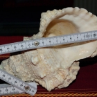 Neues Haus für den Dardanus megistos? Neues Haus für den Dardanus megistos?