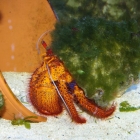 Dardanus megistos Dardanus megistos