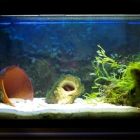 Dardanus megistos Becken Dardanus megistos Becken
