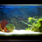 Dardanus megistos Becken Dardanus megistos Becken