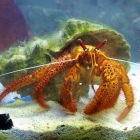 Dardanus megistos Dardanus megistos