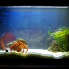 Dardanus megistos Becken Dardanus megistos Becken