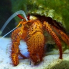 Dardanus megistos Dardanus megistos