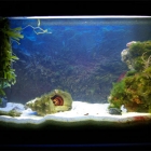 Dardanus megistos Becken Dardanus megistos Becken