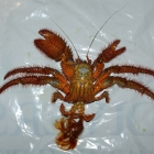Dardanus megistos Häutung Dardanus megistos Häutung