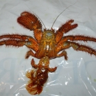Dardanus megistos Häutung Dardanus megistos Häutung