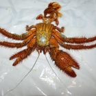 Dardanus megistos Häutung Dardanus megistos Häutung