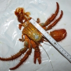 Dardanus megistos Häutung Dardanus megistos Häutung