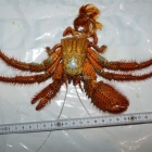 Dardanus megistos Häutung Dardanus megistos Häutung