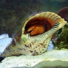 Dardanus megistos Dardanus megistos