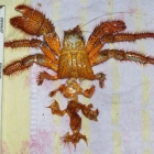 Dardanus megistos Häutung Dardanus megistos Häutung