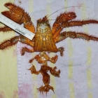 Dardanus megistos Häutung Dardanus megistos Häutung