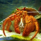 Dardanus megistos Dardanus megistos
