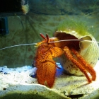 Dardanus megistos Dardanus megistos