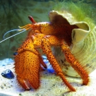 Dardanus megistos Dardanus megistos