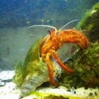 Dardanus megistos Dardanus megistos