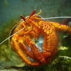 Dardanus megistos Dardanus megistos