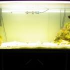 Dardanus megistos Becken Dardanus megistos Becken