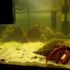 Dardanus megistos Becken Dardanus megistos Becken