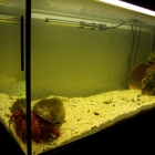 Dardanus megistos Becken Dardanus megistos Becken