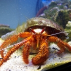 Dardanus megistos Dardanus megistos