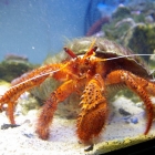 Dardanus megistos Dardanus megistos