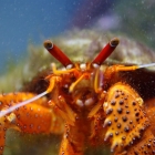 Dardanus megistos Dardanus megistos