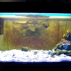 Dardanus megistos Becken Dardanus megistos Becken