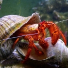 Dardanus megistos Umzugsserie 3/18
