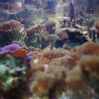 diverse Korallen in der Korallenzucht im Technikbecken