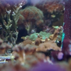 diverse Korallen in der Korallenzucht im Technikbecken