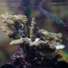 Montipora in der Korallenzucht im Technikbecken