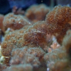 Pocillopora damicornis in der Korallenzucht im Technikbecken