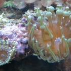Grüne Mini-Anemonen Grüne Mini-Anemonen