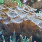 Palythoa Krustenanemonen