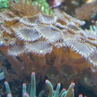 Palythoa Krustenanemonen Palythoa Krustenanemonen
