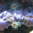 lila Scheibenanemonen lila Scheibenanemonen