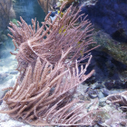Gorgonien