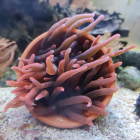 Quadricolor Anemone