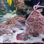 Gorgonien (Karibische Hornkoralle, Eunicea sp.) und Anthelia