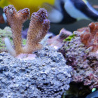 Griffelkoralle "Milka" (Stylophora pistillata) und Buschkoralle (Pocillopora damicornis)