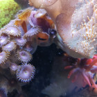 Krustenanemonen (Zoanthus "Alien Explosion") und Fingerlederkoralle (Lobophytum sp.)