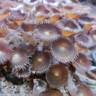 Palythoa Krustenanemonen