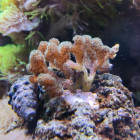 Buschkoralle (Pocillopora damicornis)