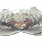 Monodikrabbe Monodikrabbe